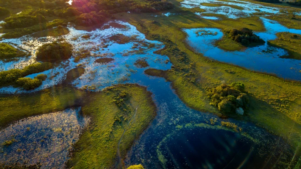 Mokradła i dzika przyroda w Pantanal