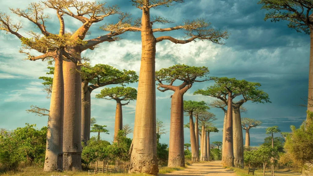 Wakacje na Madagaskarze