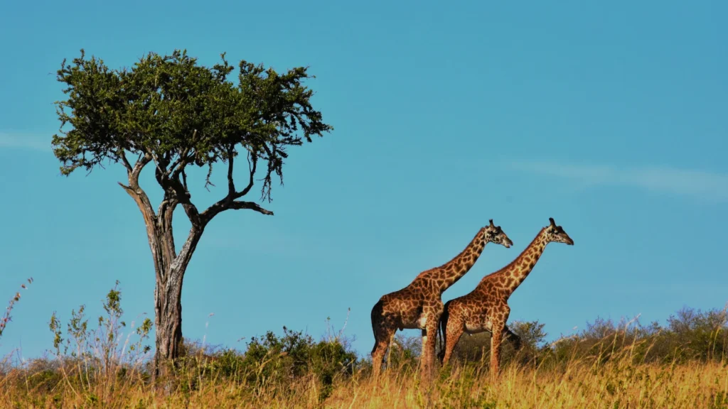 Wakacje w Tanzanii